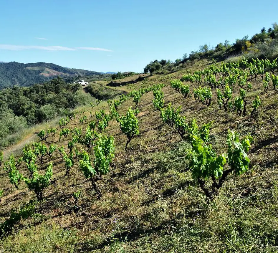 escapada enoturismo catalunya vineros turismo rural hotel termes montbrio