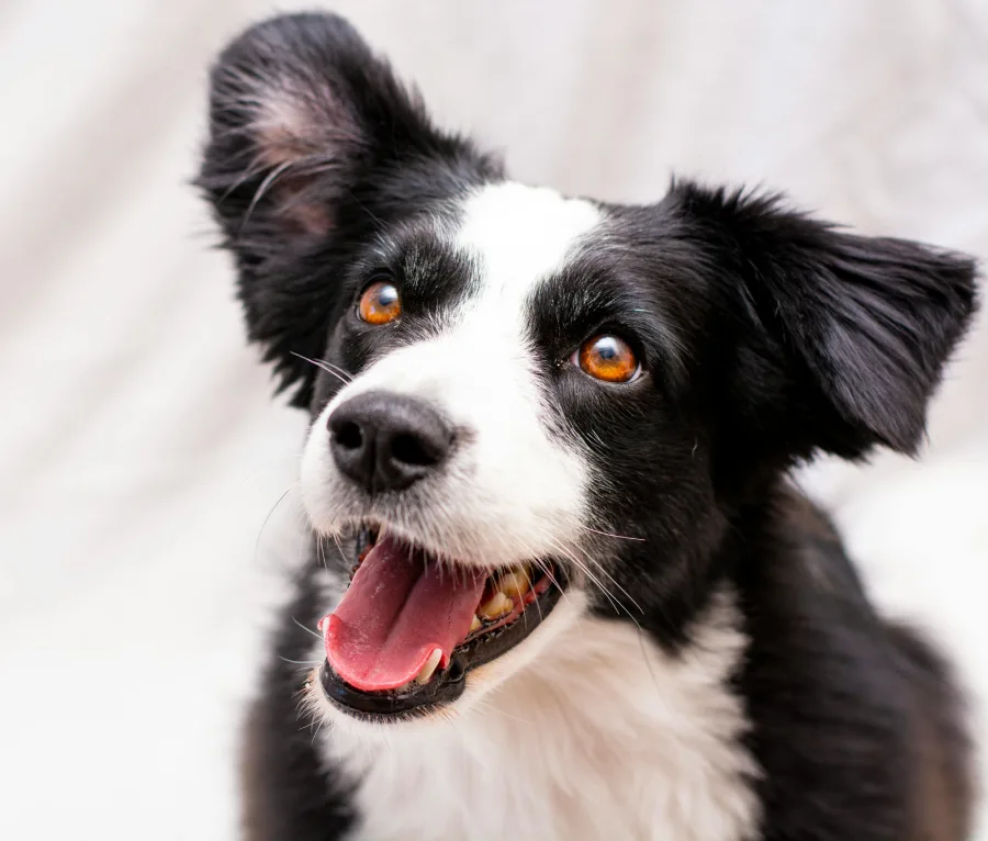 hotel pet friendly montbrio del camp